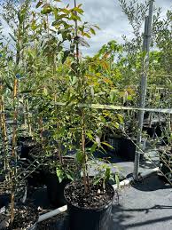 Image result for Eucalyptus