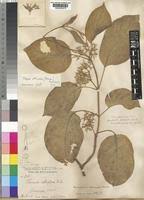 Image result for Marsdenia dregea