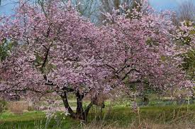 Image result for Prunus