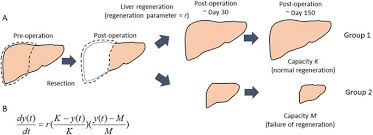 This diagram depicts location of liver in human anatomy. Mathematical Model For Liver Regeneration A Schematic Diagram Of Download Scientific Diagram