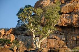 Image result for Ficus tettensis