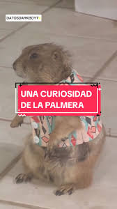 Sabias Esto De las PALMERAS? 😳 #palmeras #datoscuriosos #humor  #humortiktok #risastiktok