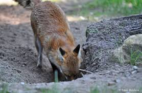 To make a new sett. Do Foxes Badgers Bury Their Dead Wildlife Online