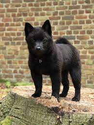 Small Dogs Who Are Sensitive Dogtime Unique Dog Breeds Schipperke Dog Dog Breeds