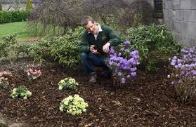 If you live in an alkaline or chalky area, your best option is to grow compact varieties of rhododendrons in containers filled with ericaceous compost. How To Plant Grow And Care For Rhododendrons Jackson S Nurseries