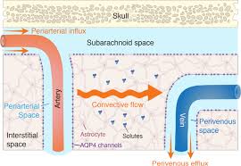 Als disease is short for amyotrophic lateral sclerosis, which is a progressive motor neuron that attacks nerve cells called neurons in your. Defining Novel Functions For Cerebrospinal Fluid In Als Pathophysiology Acta Neuropathologica Communications Full Text