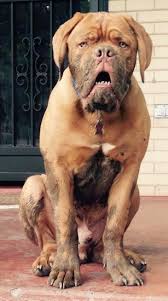 Stocky, athletic, imposing, it has a very dissuasive aspect. Dogue De Bordeaux Dog Breed Information And Pictures