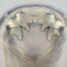 Wurmer Von Hund Und Katze Ein Risiko Fur Menschen