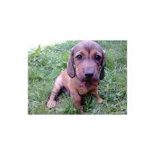 Image result for alpský brakýř jezevčíkovitý