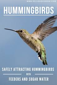 Watch how to make hummingbird food at home. Sugar Water For Hummingbirds Kellogg Garden Organics
