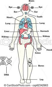 Male Human Anatomy Body Internal Organs Vector Diagram