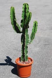 Image result for Euphorbia ingens