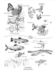 Check out our murals coloring selection for the very best in unique or custom, handmade pieces from our shops. Living Local Mural Coloring Pages Nurture Nature Foundation