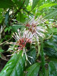 Image result for Ixora sp. A