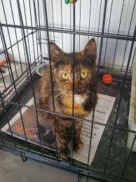 The aspca's wonderful adoptable dogs and cats are waiting for you right now! Pet Adoption League Westchester Posts Facebook