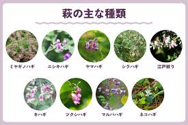 萩 種類