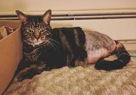 Osteosarcoma is less common in cats. Cat Cancer Oncology And Radiation Realities For Felines Part 1