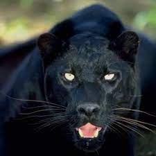 account suspended black panther animal jaguar animal panther animal