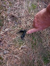 Image result for marten poop