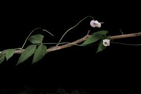 Image result for Vigna frutescens