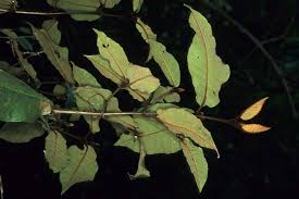 Image result for Trichocladus