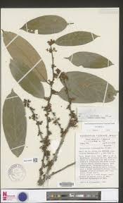 Image result for Afrostyrax