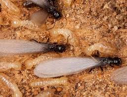 Insects are the most diverse group of animals on the planet. Valley Termite Pest Control Termites