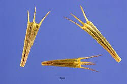 Image result for foto Dvouzubec