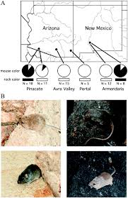 Evolution by natural selection section 1: The Genetic Basis Of Adaptive Melanism In Pocket Mice Pnas
