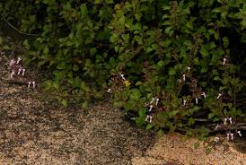 Image result for Aeollanthus rehmannii