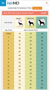 Age Of Dog In Human Years Dogs Dog Age Chart Dog Ages