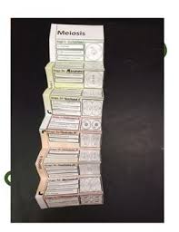 Crossing over, meiosis i, meiosis ii, and genetic variation. Biology Activity Foldable Meiosis Biology Activity Meiosis Teaching Cells