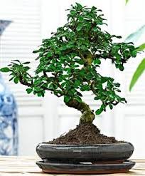 Carmona Microphylla Carmona Microphylla Plantas Bonsai Bonsai Vasos De Plantas