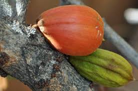 Image result for Englerophytum natalense