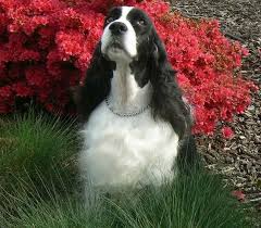 English springer spaniel dogs are a great addition to any home, but you do have to make some considerations about your lifestyle. Springer Spaniels Of Mccormick Springer Spaniel Breed