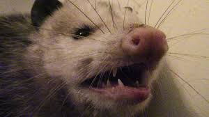 Don't try to apprehend an opossum for a pet because you saw them on instagram. Opossum In My Bathroom What To Do