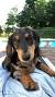 Dachshund Isabella Color