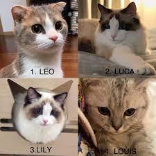 生地ボール adli kullanicinin lisa s cats panosundaki pin sevimli kediler kedi hayvan