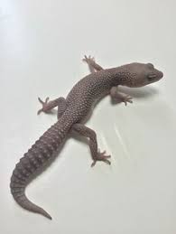 Black And White Leopard Gecko Drawing Snow Blizzard Leopard Gecko Leopard Gecko Leopard Gecko Morphs Cute Reptiles
