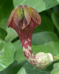 Image result for Ceropegia filipendula