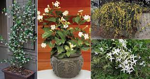 However, these flowers don't have the intense fragrance jasmine plants are known for and have a also famous as the king of the day, this highly fragrant variety is widely cultivated in india. 17 Types Of Jasmine Flowers Jasmine Plant Varieties