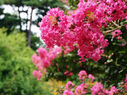 Lilas Des Indes Plantation Taille Et Conseils D Entretien