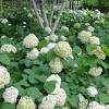 I've been growing limelight hydrangeas for a few years now…this is my third growing season. 1