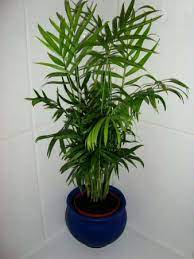Check spelling or type a new query. Chamaedorea Elegans Parlour Palm Neanthe Bella Palm Guide Our House Plants