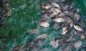 15 Budidaya Ikan Gurame Di Kolam Terpal Agar Berkembang Pesat Arenahewan Com