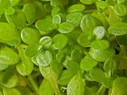 Image result for Callitriche