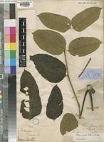 Image result for Polyscias fulva