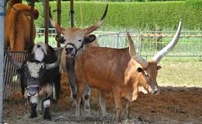 Phineas taylor barnum (/ ˈ b ɑːr n ə m /; Circus Tiere Sind Partner Des Menschen Barnums Rollender Zoo Macht In Pasing Halt 31 05 2020