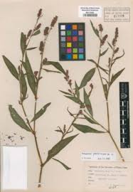 Image result for Persicaria madagascariensis