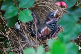 Maybe you would like to learn more about one of these? Northern Cardinal Chesapeake Bay Program